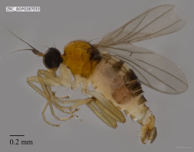 Hybotidae sp. "ZRCBDP0205012" • © Rene Ong • All Rights Reserved