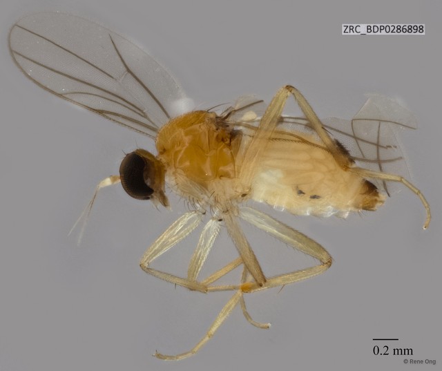 Hybotidae sp. "ZRCBDP0205016" • © Rene Ong • All Rights Reserved