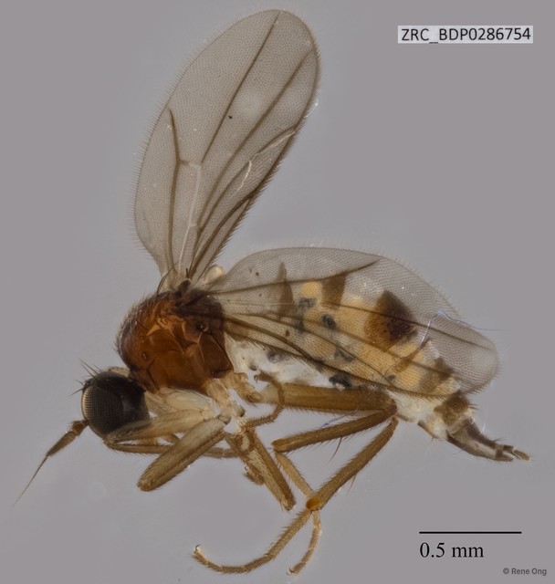 Hybotidae sp. "ZRCBDP0213243" • © Rene Ong • All Rights Reserved