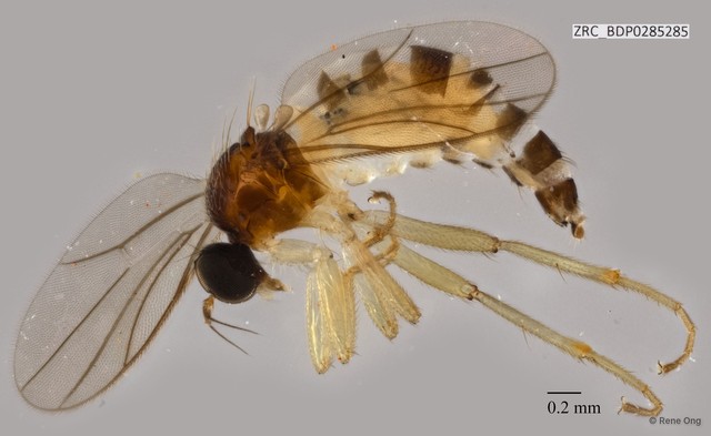 Hybotidae sp. "ZRCBDP0257133" • © Rene Ong • All Rights Reserved