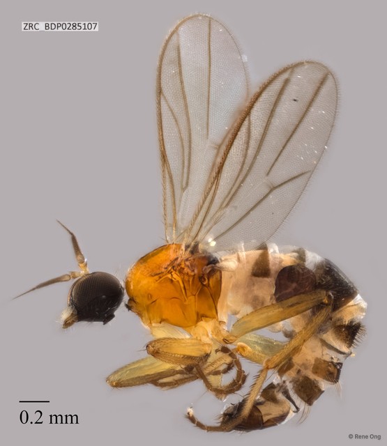 Hybotidae sp. "ZRCBDP0258307" • © Rene Ong • All Rights Reserved