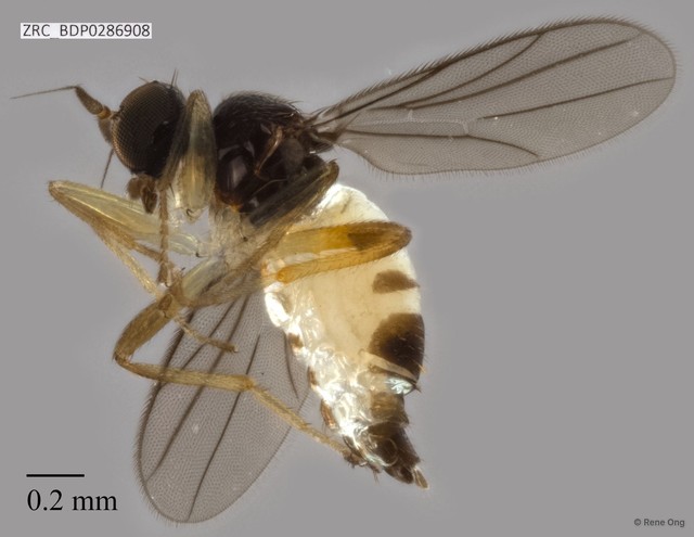 Hybotidae sp. "ZRCBDP0262683" • © Rene Ong • All Rights Reserved