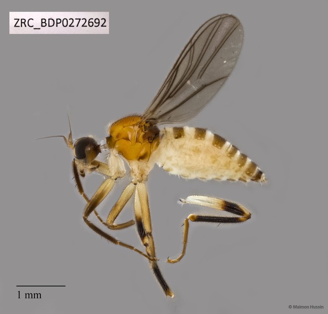 Hybotidae sp. "ZRCBDP0272692" • © Maimon Hussin • All Rights Reserved