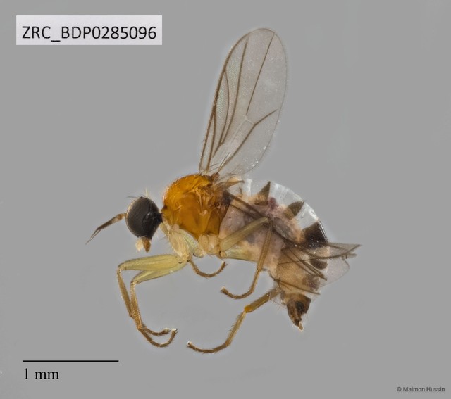 Hybotidae sp. "ZRCBDP0285096" • © Maimon Hussin • All Rights Reserved