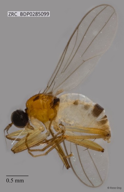 Hybotidae sp. "ZRCBDP0285099" • © Rene Ong • All Rights Reserved