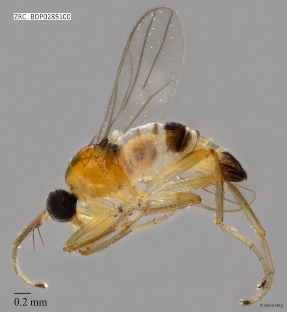 Hybotidae sp. "ZRCBDP0285100" • © Rene Ong • All Rights Reserved