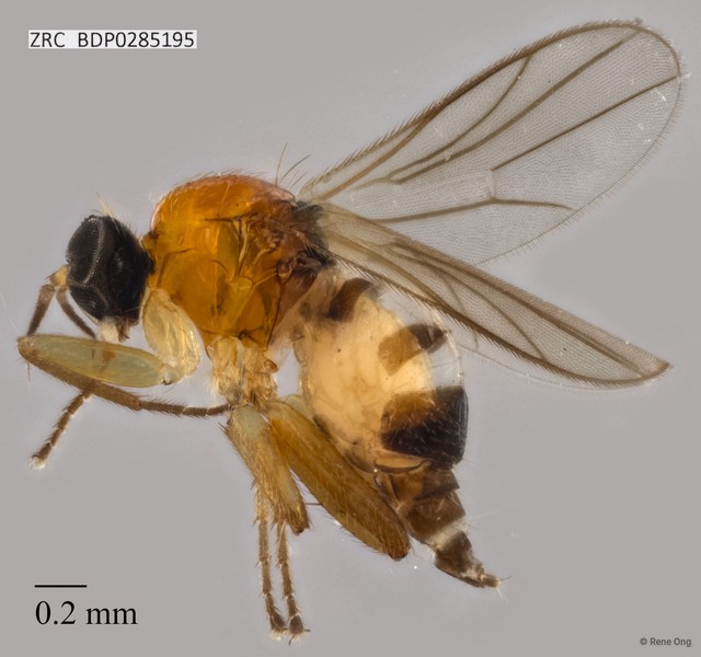 Hybotidae sp. "ZRCBDP0285195" • © Rene Ong • All Rights Reserved