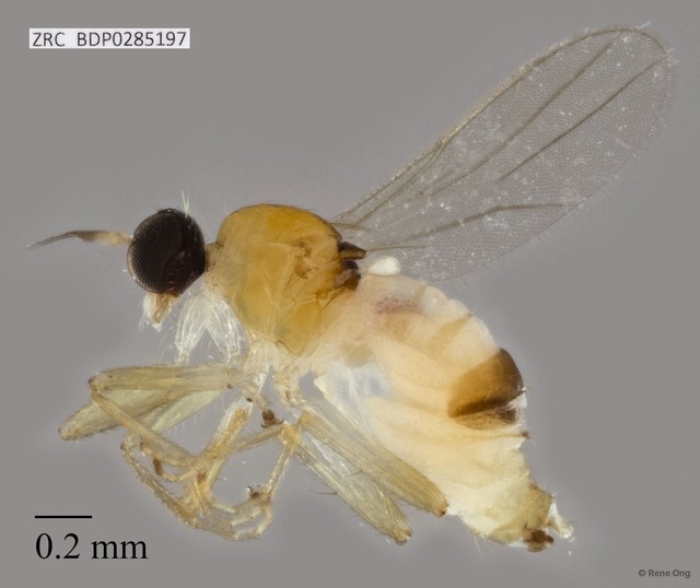 Hybotidae sp. "ZRCBDP0285197" • © Rene Ong • All Rights Reserved