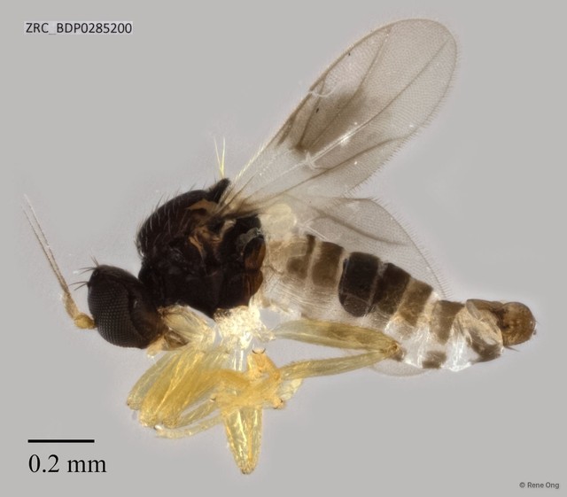 Hybotidae sp. "ZRCBDP0285200" • © Rene Ong • All Rights Reserved