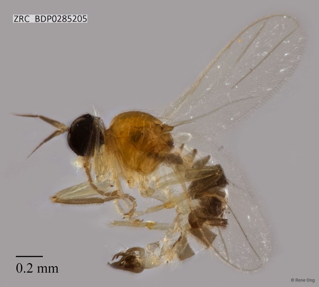 Hybotidae sp. "ZRCBDP0285205" • © Rene Ong • All Rights Reserved