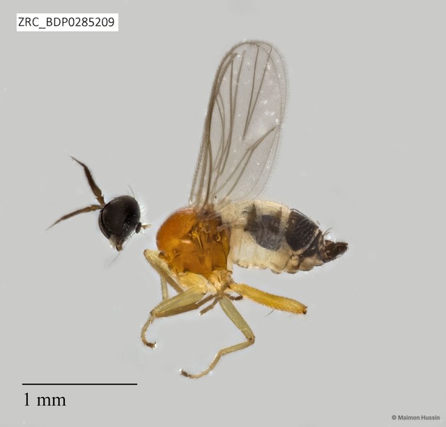 Hybotidae sp. "ZRCBDP0285209" • © Maimon Hussin • All Rights Reserved