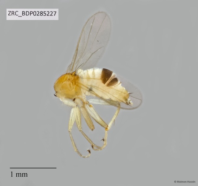 Hybotidae sp. "ZRCBDP0285227" • © Maimon Hussin • All Rights Reserved