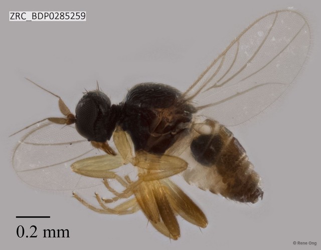 Hybotidae sp. "ZRCBDP0285259" • © Rene Ong • All Rights Reserved
