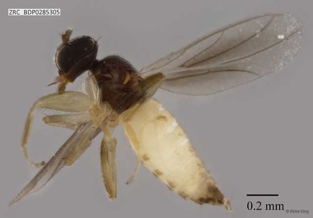 Hybotidae sp. "ZRCBDP0285305" • © Rene Ong • All Rights Reserved