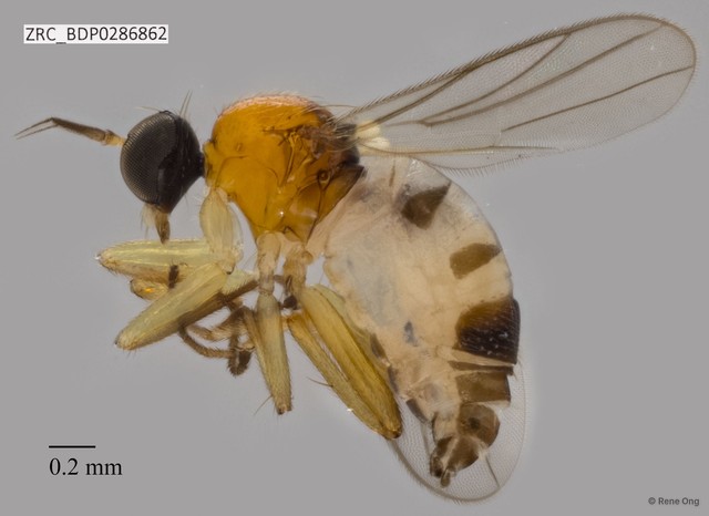 Hybotidae sp. "ZRCBDP0286862" • © Rene Ong • All Rights Reserved