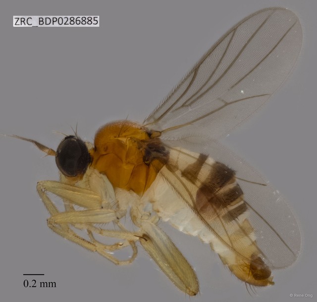 Hybotidae sp. "ZRCBDP0286885" • © Rene Ong • All Rights Reserved