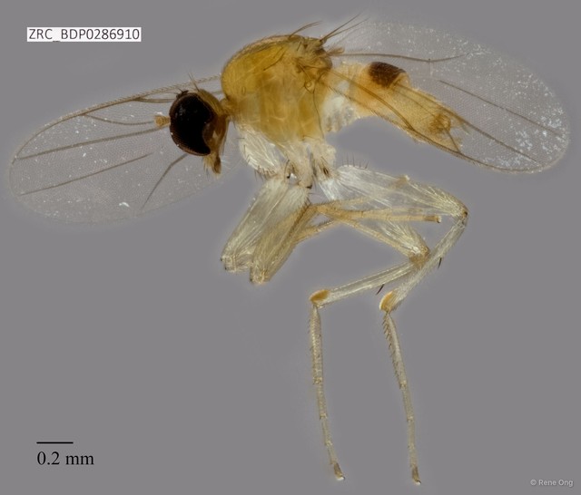 Hybotidae sp. "ZRCBDP0286910" • © Rene Ong • All Rights Reserved