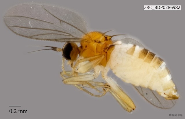 Hybotidae sp. "ZRCBDP0286982" • © Rene Ong • All Rights Reserved