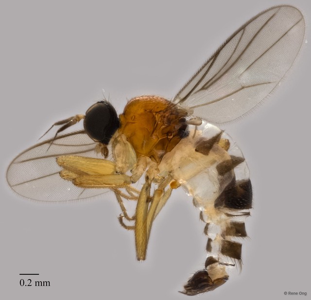 Hybotidae sp. "ZRCBDP0287015" • © Rene Ong • All Rights Reserved