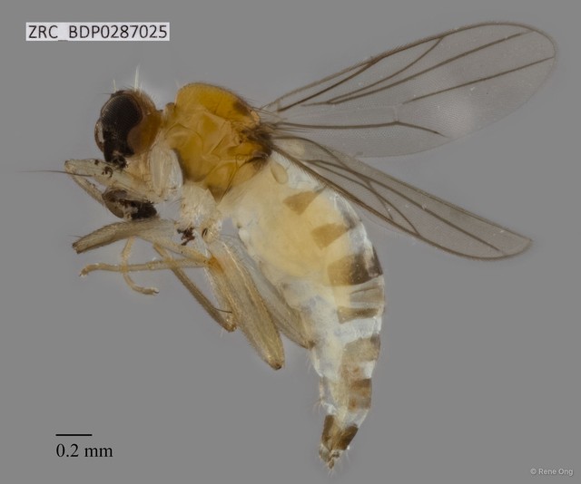 Hybotidae sp. "ZRCBDP0287025" • © Rene Ong • All Rights Reserved