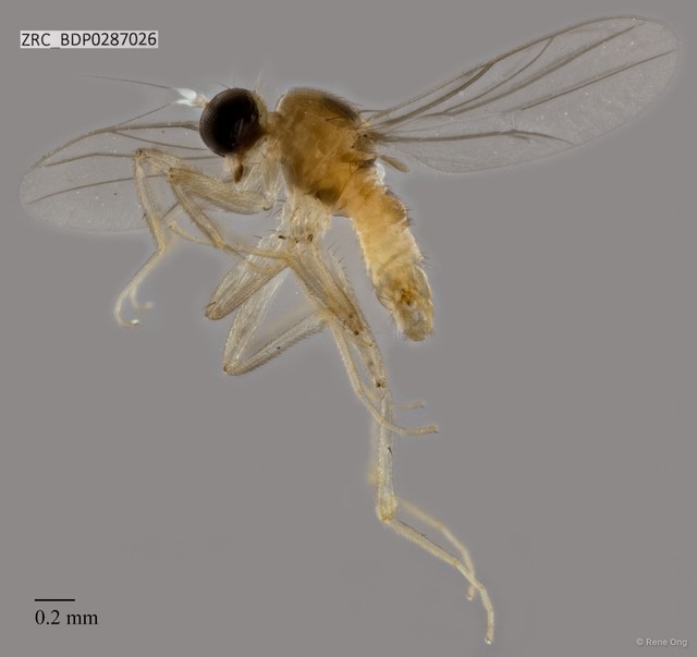 Hybotidae sp. "ZRCBDP0287026" • © Rene Ong • All Rights Reserved