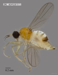 Hybotidae sp. "ZRCBDP0287072"