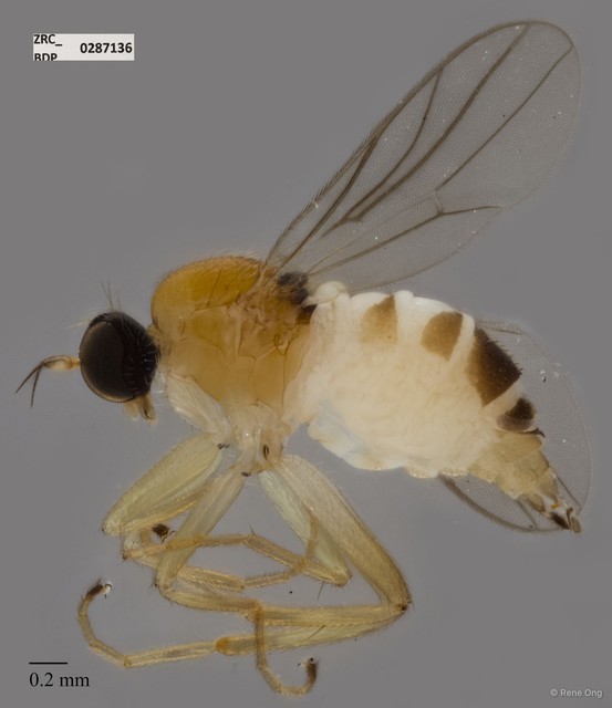 Hybotidae sp. "ZRCBDP0287136" • © Rene Ong • All Rights Reserved