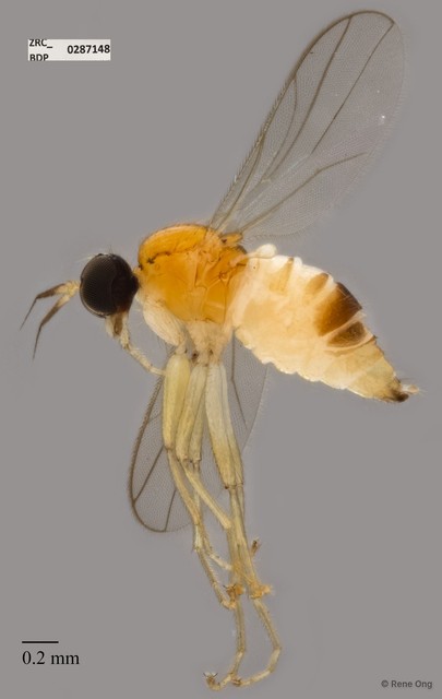 Hybotidae sp. "ZRCBDP0287148" • © Rene Ong • All Rights Reserved