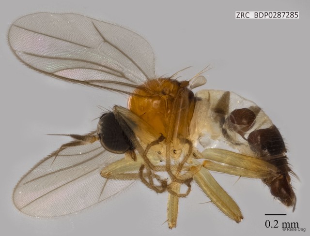 Hybotidae sp. "ZRCBDP0287285" • © Rene Ong • All Rights Reserved