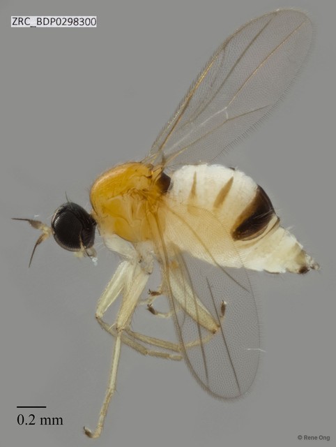 Hybotidae sp. "ZRCBDP0298300" • © Rene Ong • All Rights Reserved