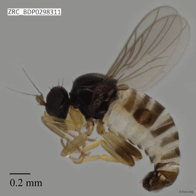 Hybotidae sp. "ZRCBDP0298311" • © Rene Ong • All Rights Reserved
