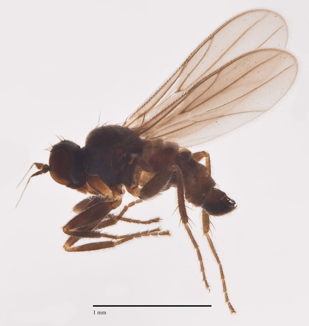 Chersodromia nigripennis • © Jayanthi Puniamoorthy • All Rights Reserved