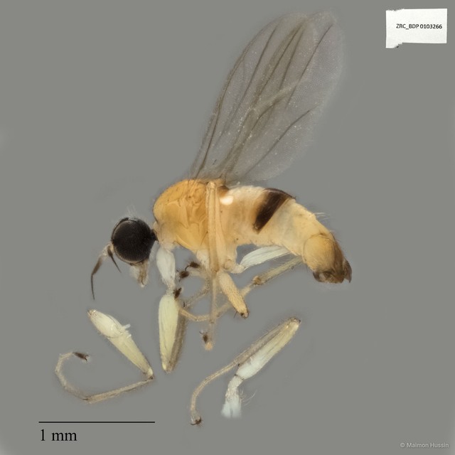 Elaphropeza sp. "ZRCBDP0103221" • © Maimon Hussin • All Rights Reserved