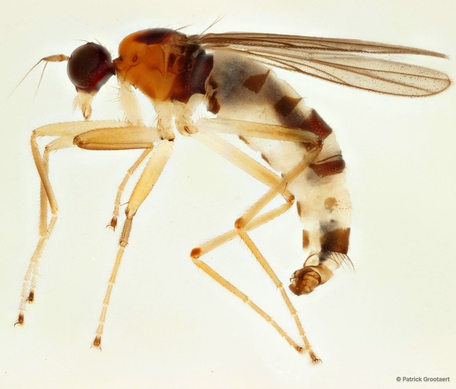 Elaphropeza kranjiensis • © Patrick Grootaert • All Rights Reserved