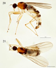 Elaphropeza kranjiensis • © Patrick Grootaert • All Rights Reserved