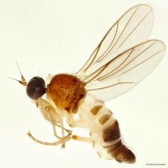 Elaphropeza monospina • © Patrick Grootaert • All Rights Reserved