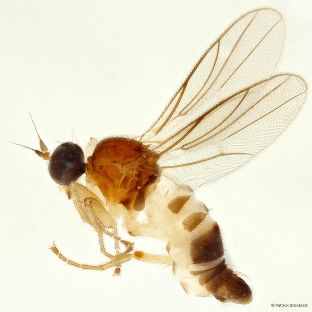 Elaphropeza monospina