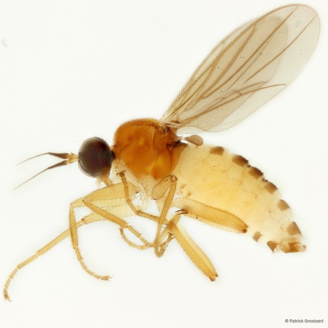 Elaphropeza murphyi • © Patrick Grootaert • All Rights Reserved
