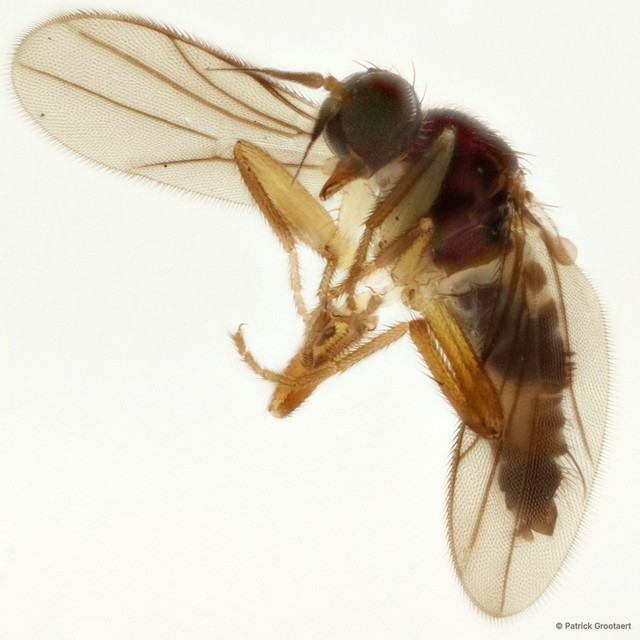 Elaphropeza shufenae • © Patrick Grootaert • All Rights Reserved