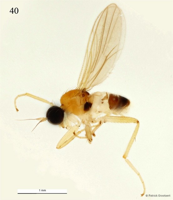 Elaphropeza singulata • © Patrick Grootaert • All Rights Reserved