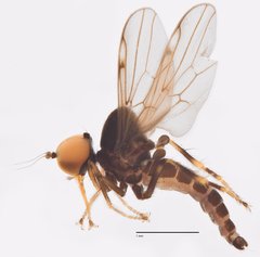 Hybos sp. "Ma0029"