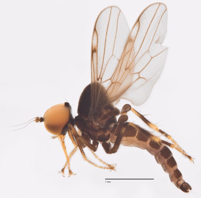 Hybos sp. "Ma0029" • © Jayanthi Puniamoorthy • All Rights Reserved