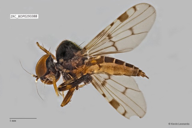 Hybos sp. "ZRCBDP0293388" • © Kevin Leonardo • All Rights Reserved