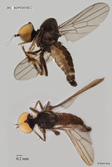 Hybos sp. "ZRCBDP0303822"