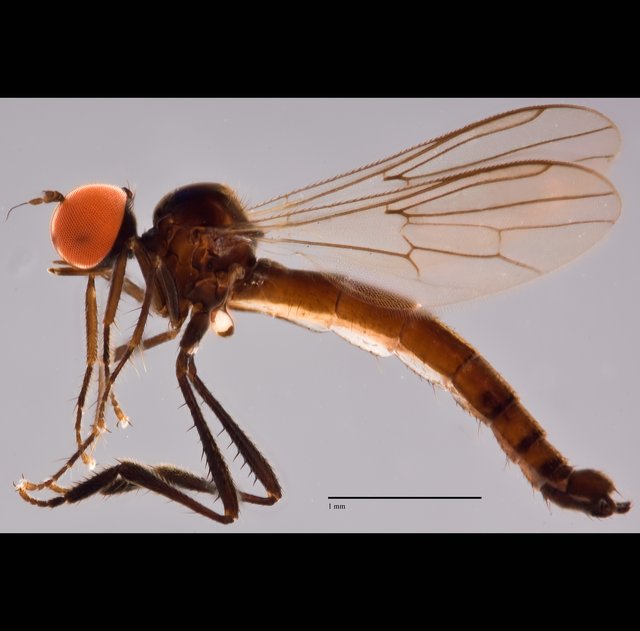 Syndyas elongata • © Jayanthi Puniamoorthy • All Rights Reserved