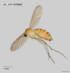 Keroplatidae sp. "525"