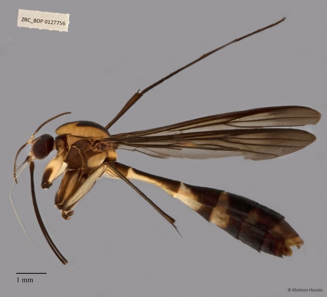 Keroplatidae sp. "ZRCBDP00127756" • © Maimon Hussin • All Rights Reserved