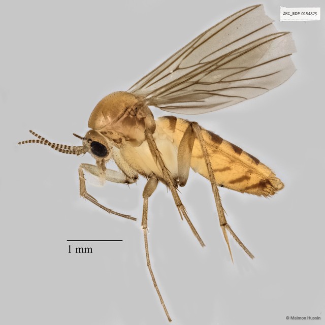 Keroplatidae sp. "ZRCBDP0040844" • © Maimon Hussin • All Rights Reserved