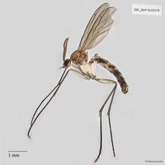 Keroplatidae sp. "ZRCBDP0040851"
