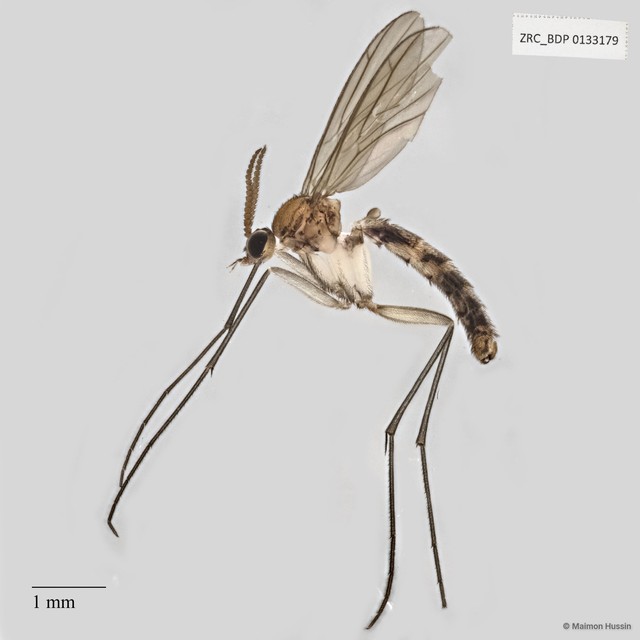 Keroplatidae sp. "ZRCBDP0040851" • © Maimon Hussin • All Rights Reserved